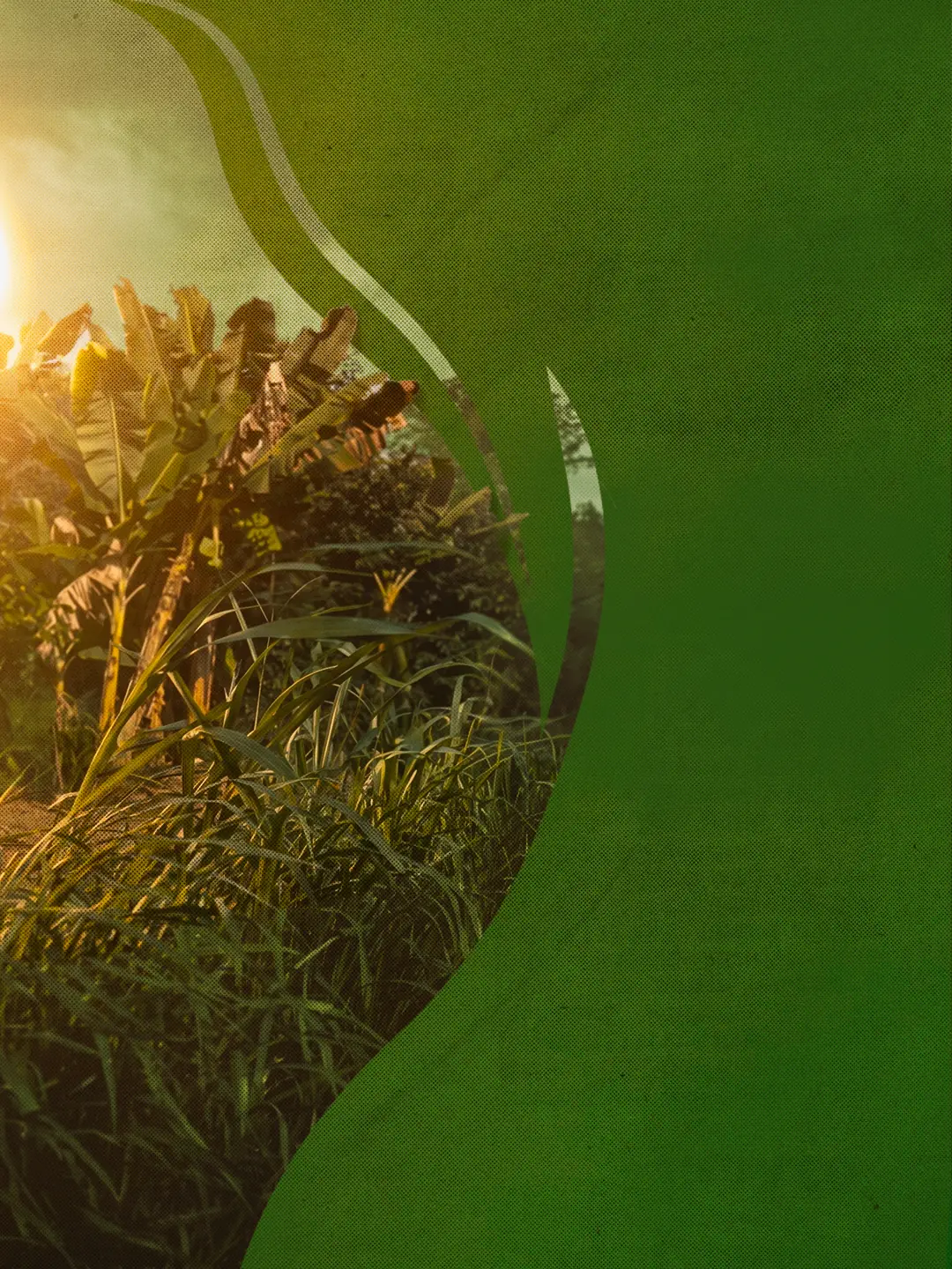 Plantação de bananeiras ao amanhecer, imagem de destaque da XII SEAGRO